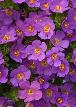 Bacopa Purple 1 Litre