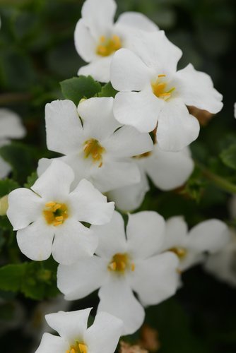 Bacopa White 10.5cm - image 1