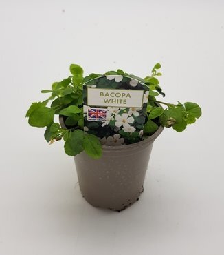 Bacopa White 10.5cm - image 2