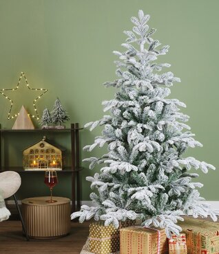 Balsamea Fir - image 1