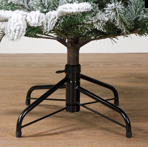 Balsamea Fir - image 3