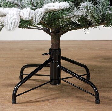 Balsamea Fir - image 3