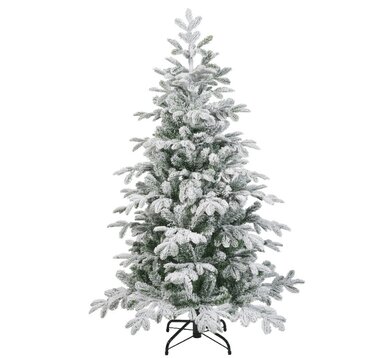 Balsamea Fir - image 2
