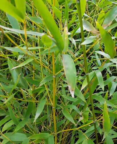 Bamboo Golden (Phyllostachys aurea) 12L - image 1