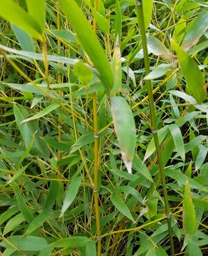 Bamboo Golden (Phyllostachys aurea) 12L - image 1