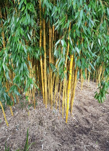 Bamboo (Phyllostachys) Aurea 10 Litre