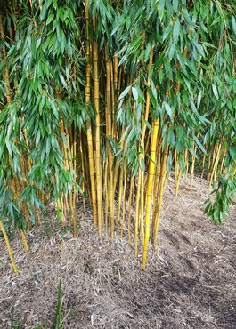 Bamboo (Phyllostachys) Aurea 10 Litre