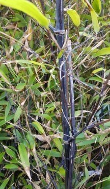 Bamboo (Phyllostachys) Nigra 10 Litre - image 1
