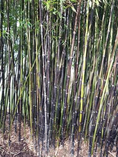 Bamboo (Phyllostachys) Nigra 10 Litre