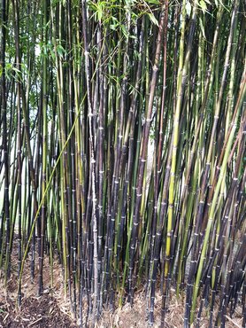 Bamboo (Phyllostachys) Nigra 10 Litre