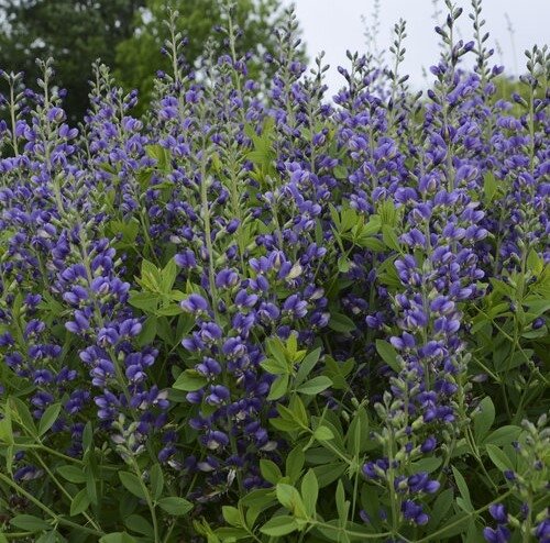 Baptisia Decadence Blueberry Sunday 3 Litre