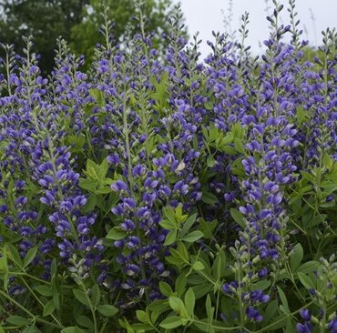 Baptisia Decadence Blueberry Sunday 3 Litre