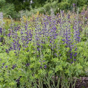 Baptisia Decadence Periwinkle Popsicle 5.5 Litre