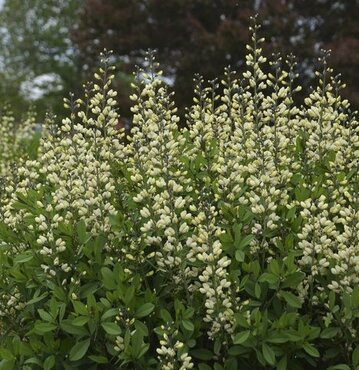 Baptisia Decadence Vanilla Cream 3 Litre