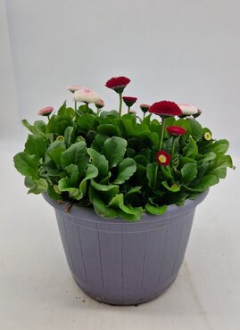 Barrel Planter with Bellis 23cm