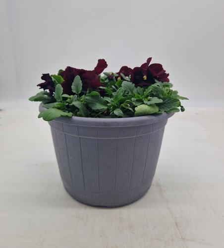 Barrel Planter with Pansy 23cm