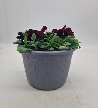Barrel Planter with Pansy 23cm