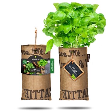 Hanging Garden - Organic Basilicum (Basil) Seed Planter