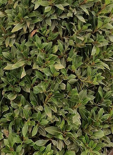 Bay Junior Pyramid (Laurus Nobilis) - image 1