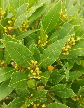 Bay (Laurus Nobilis) 125/150cm 10 Litre - image 1