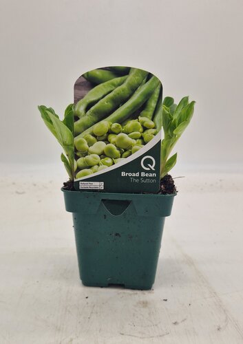Bean Broad The Sutton 10cm