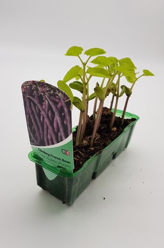 Bean Climbing French Purple Pack