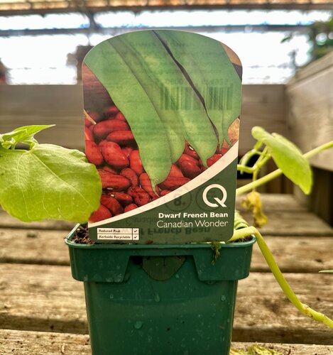 Bean French Dwarf Canadian Wonder 10cm