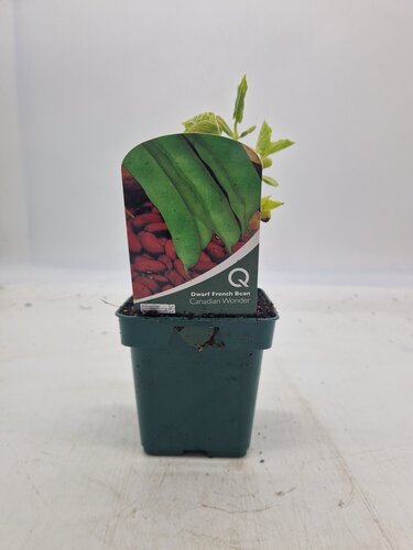 Bean French Dwarf Canadian Wonder 10cm