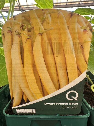 Bean French Dwarf Orinoco 10cm - image 1