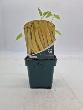 Bean French Dwarf Orinoco 10cm