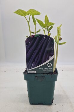 Bean French Dwarf Purple Teepee 10cm