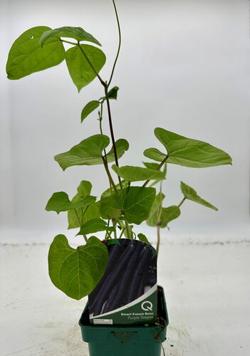 Bean French Dwarf Purple Teepee 10cm - image 2