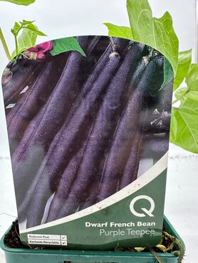 Bean French Dwarf Purple Teepee 10cm - image 1