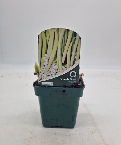 Bean French Hidalgo 10cm