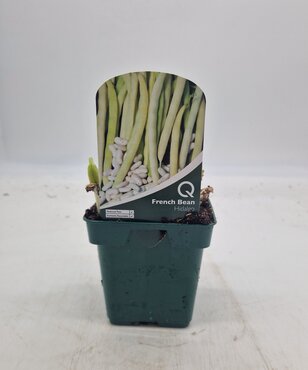 Bean French Hidalgo 10cm