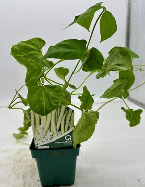 Bean French Hidalgo 10cm - image 2