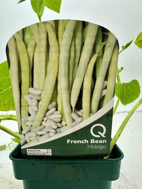 Bean French Hidalgo 10cm - image 1