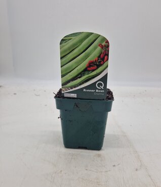 Bean Runner Enorma 10cm