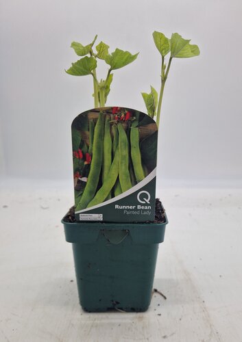 Bean Runner Painted Lady 10cm