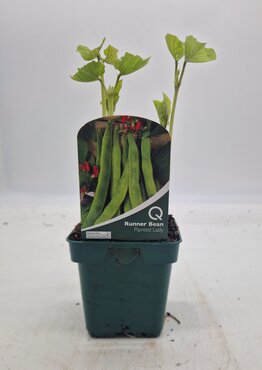 Bean Runner Painted Lady 10cm