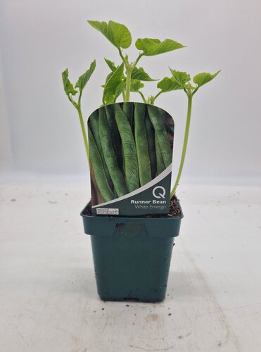 Bean Runner White Emergo 10cm
