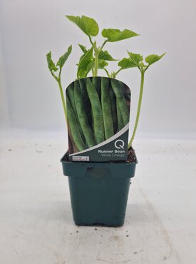 Bean Runner White Emergo 10cm