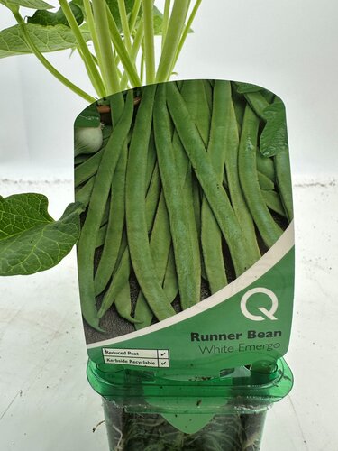 Bean Runner White Emergo 10cm - image 1