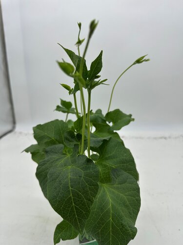 Bean Runner White Emergo 10cm - image 4