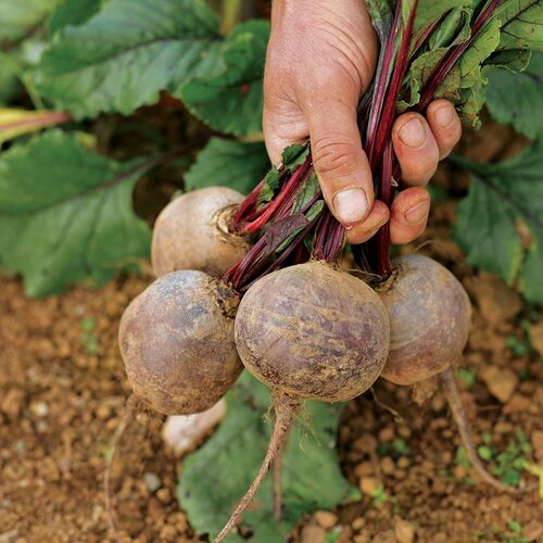 Beetroot Boltardy Seed Tape - image 2