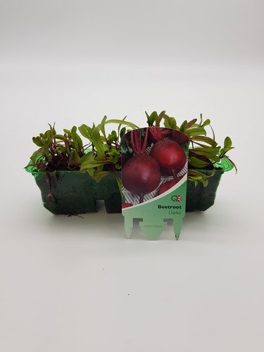 Beetroot Darko Pack