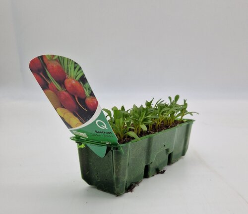 Beetroot Golden Pack