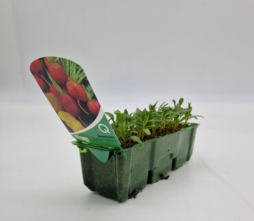 Beetroot Golden Pack