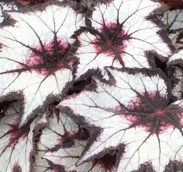 Begonia Bewitched Night Owl 2 Litre - image 2