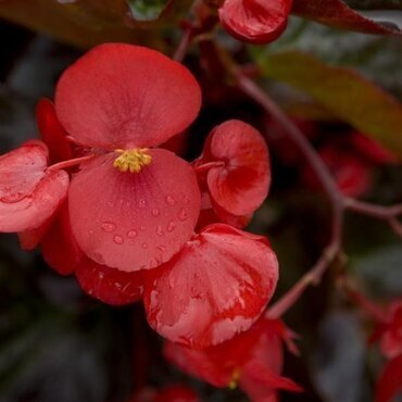 Begonia Big Bronze Leaf Rose Jumbo Six Pack